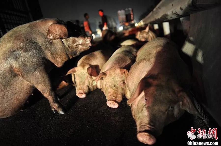 PA�콢��ƽ̨(�й���)�ٷ���վ-PA PlayAce