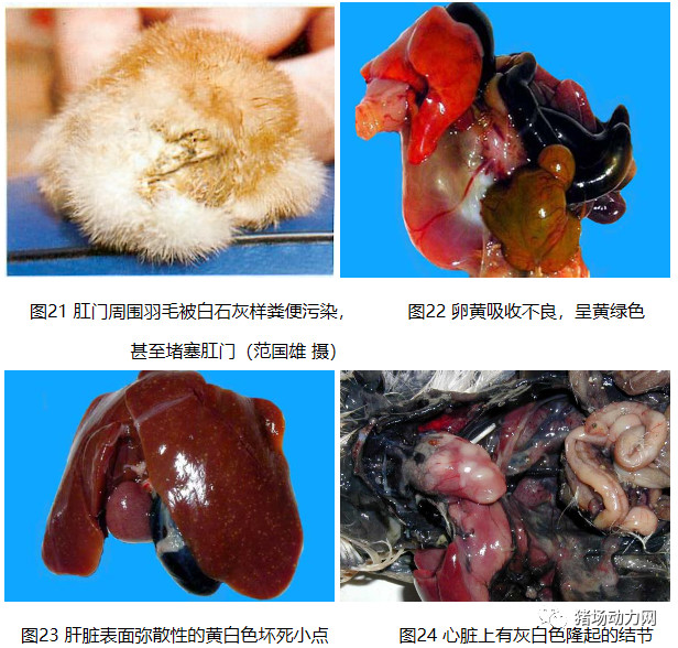 PA�콢��ƽ̨(�й���)�ٷ���վ-PA PlayAce