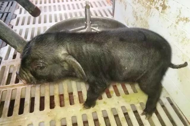 PA�콢��ƽ̨(�й���)�ٷ���վ-PA PlayAce