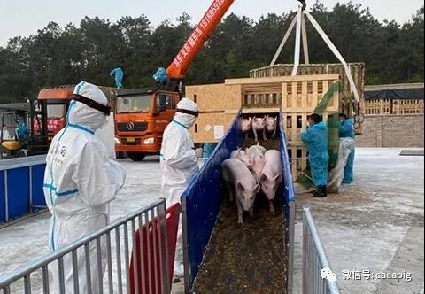 PAÆì½¢Ìüƽ̨(ÖйúÇø)¹Ù·½ÍøÕ¾-PA PlayAce