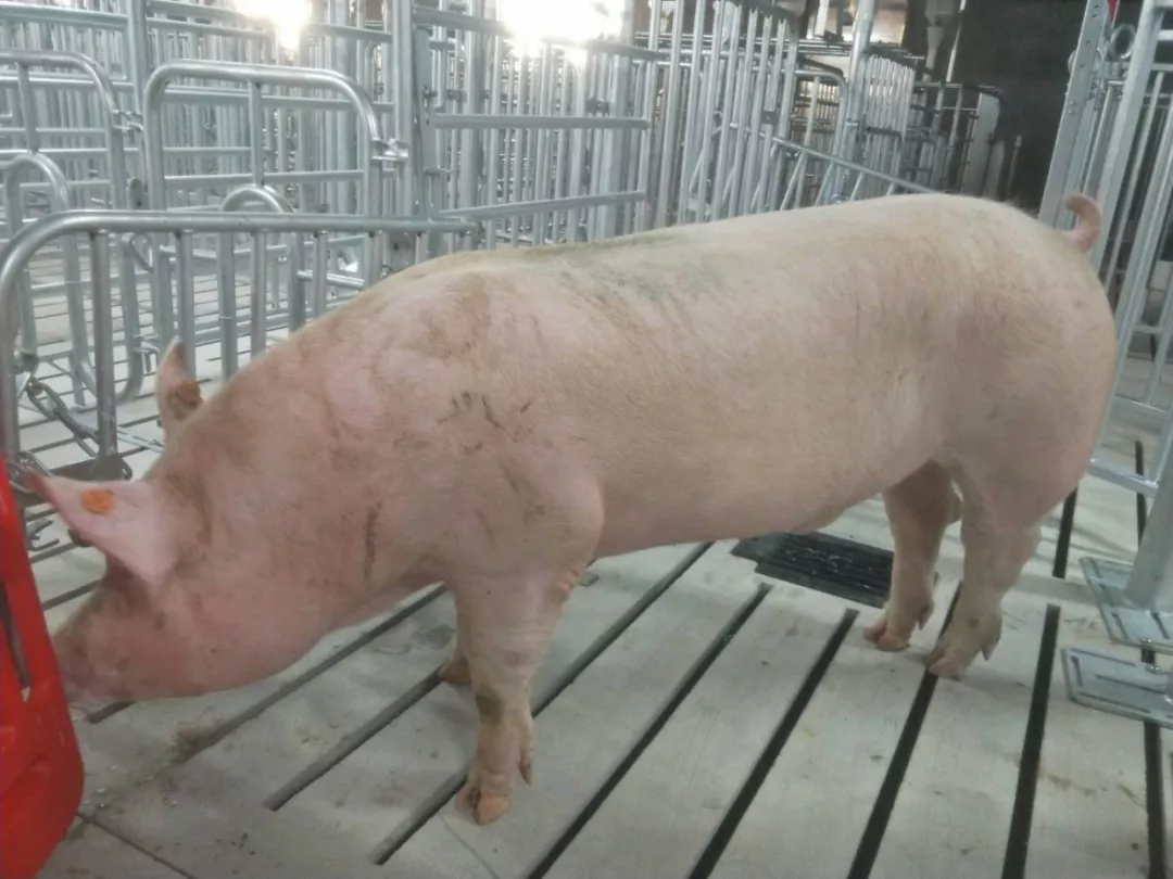 PA�콢��ƽ̨(�й���)�ٷ���վ-PA PlayAce