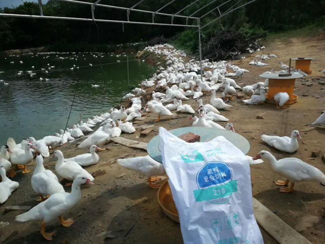 PA旗舰厅平台(中国区)官方网站-PA PlayAce