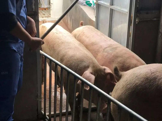 PA�콢��ƽ̨(�й���)�ٷ���վ-PA PlayAce