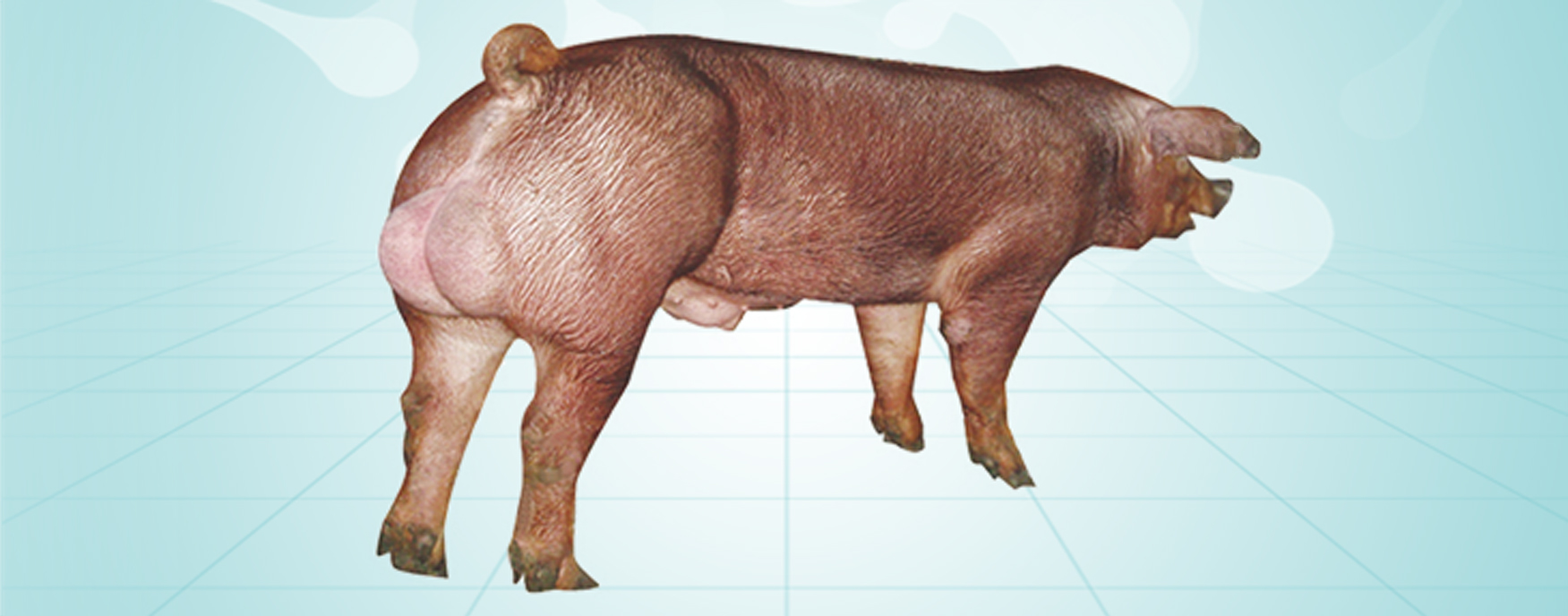 PA�콢��ƽ̨(�й���)�ٷ���վ-PA PlayAce