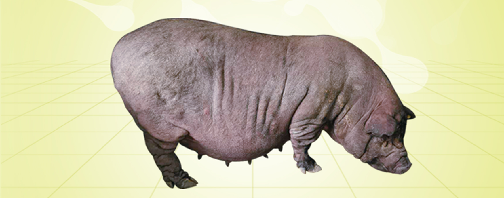 PA�콢��ƽ̨(�й���)�ٷ���վ-PA PlayAce