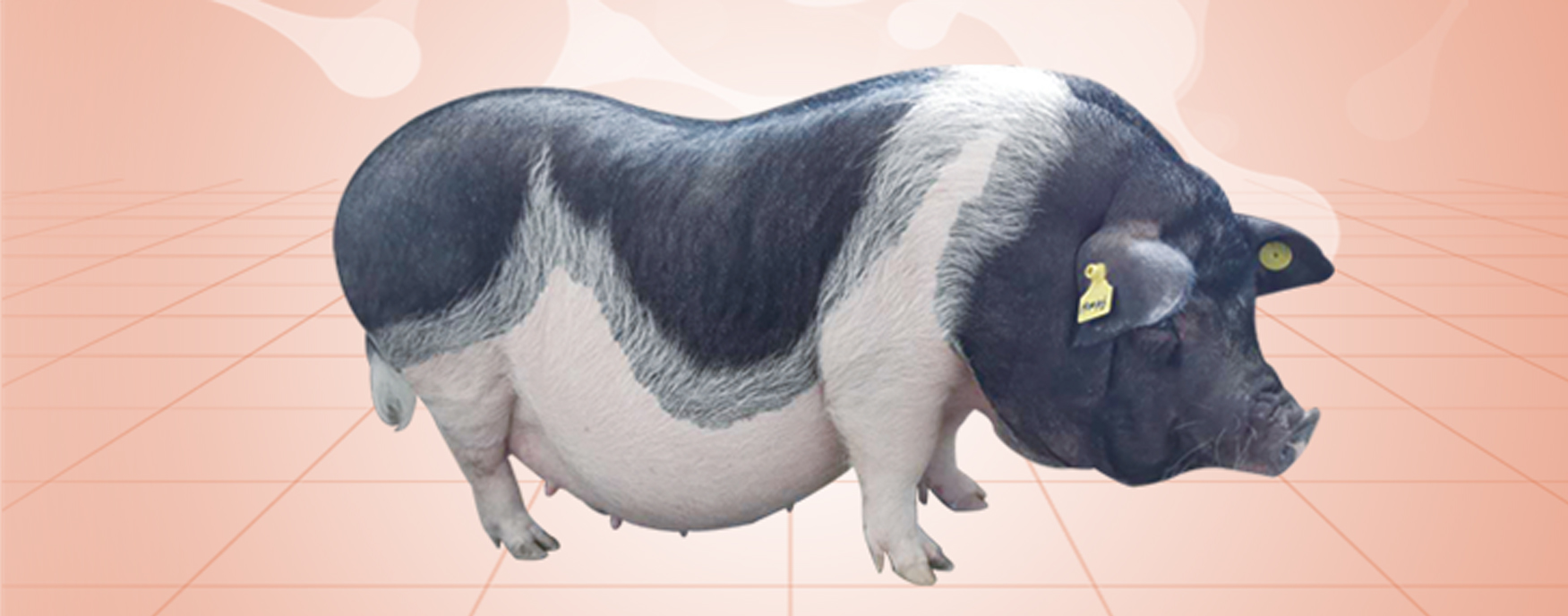 PA�콢��ƽ̨(�й���)�ٷ���վ-PA PlayAce