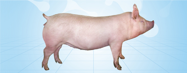 PA�콢��ƽ̨(�й���)�ٷ���վ-PA PlayAce