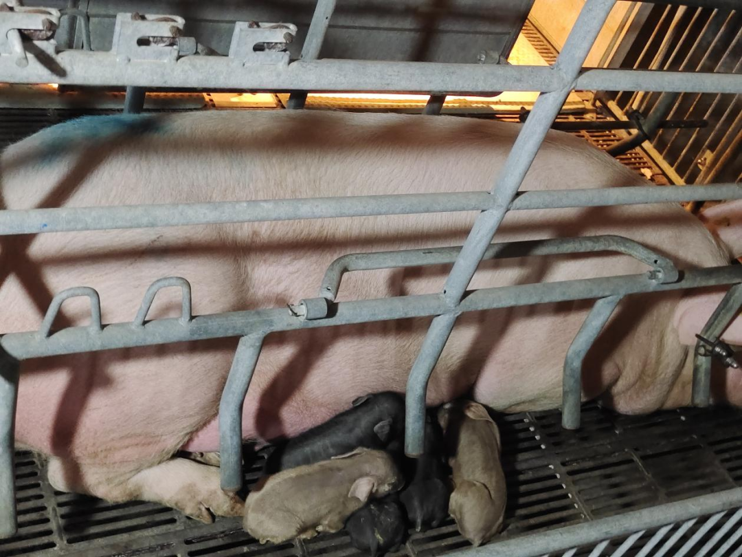 PAÆì½¢Ìüƽ̨(ÖйúÇø)¹Ù·½ÍøÕ¾-PA PlayAce