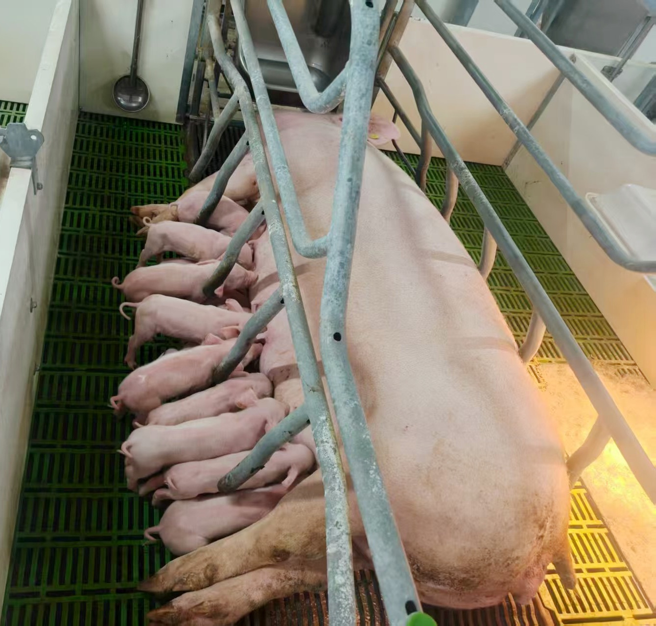 PAÆì½¢Ìüƽ̨(ÖйúÇø)¹Ù·½ÍøÕ¾-PA PlayAce